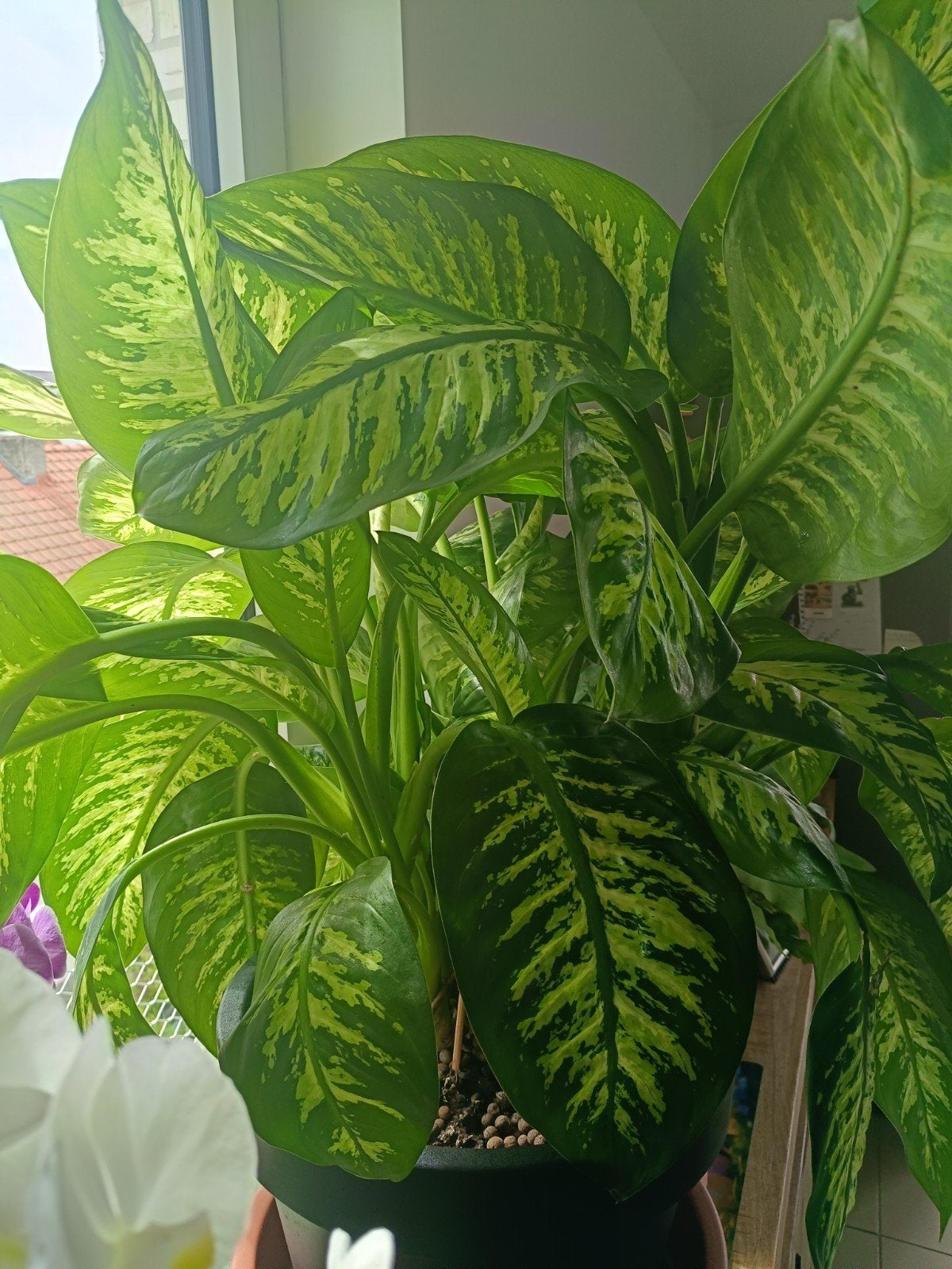 Plante Dieffenbachia, Enlèvement ou Envoi