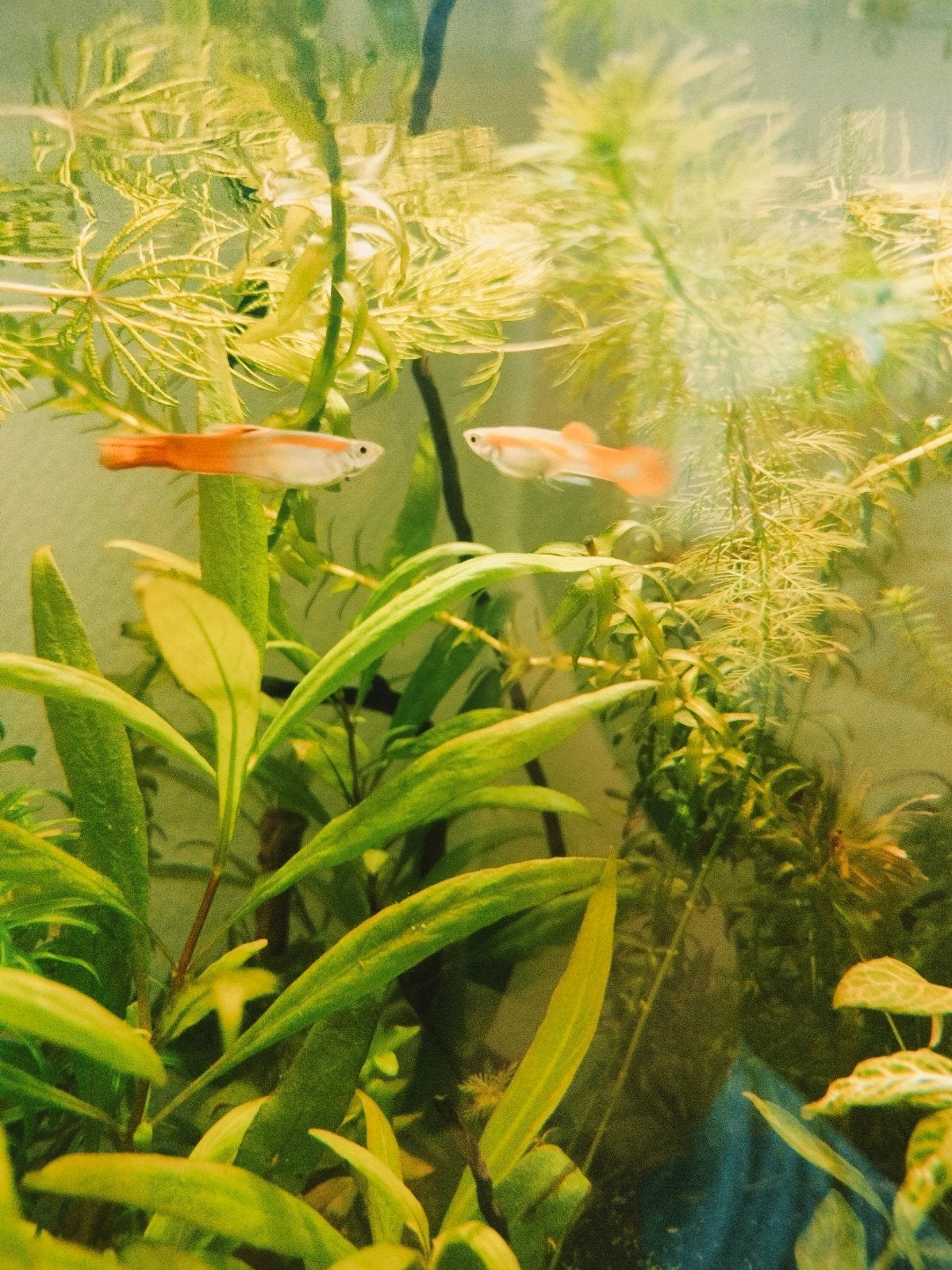 2 Guppys Mâles