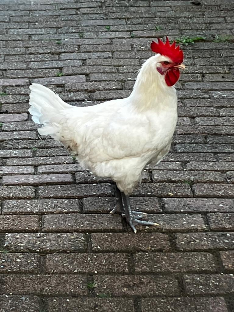 Vethaantje 3 maanden oud gratis, Mannelijk, Kip