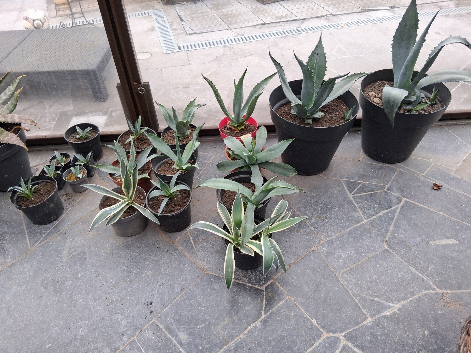 agave américain