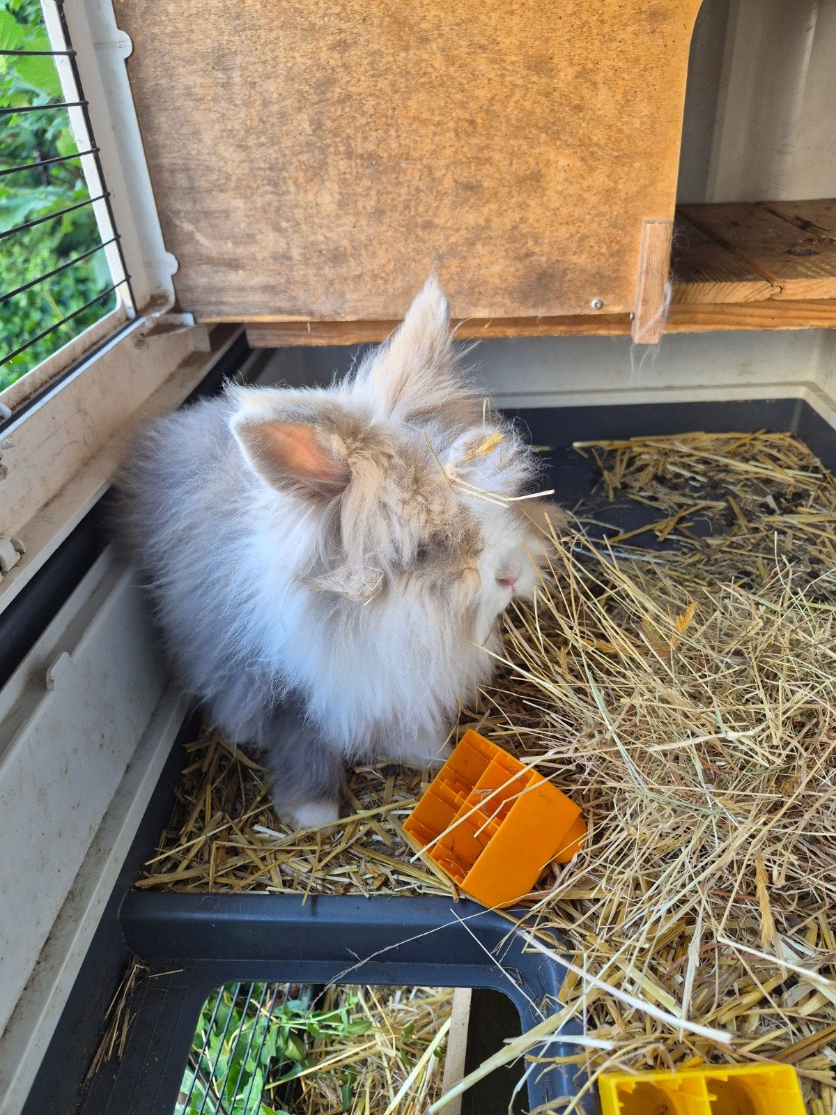 Konijn met hok, Dieren en Toebehoren, Konijnen