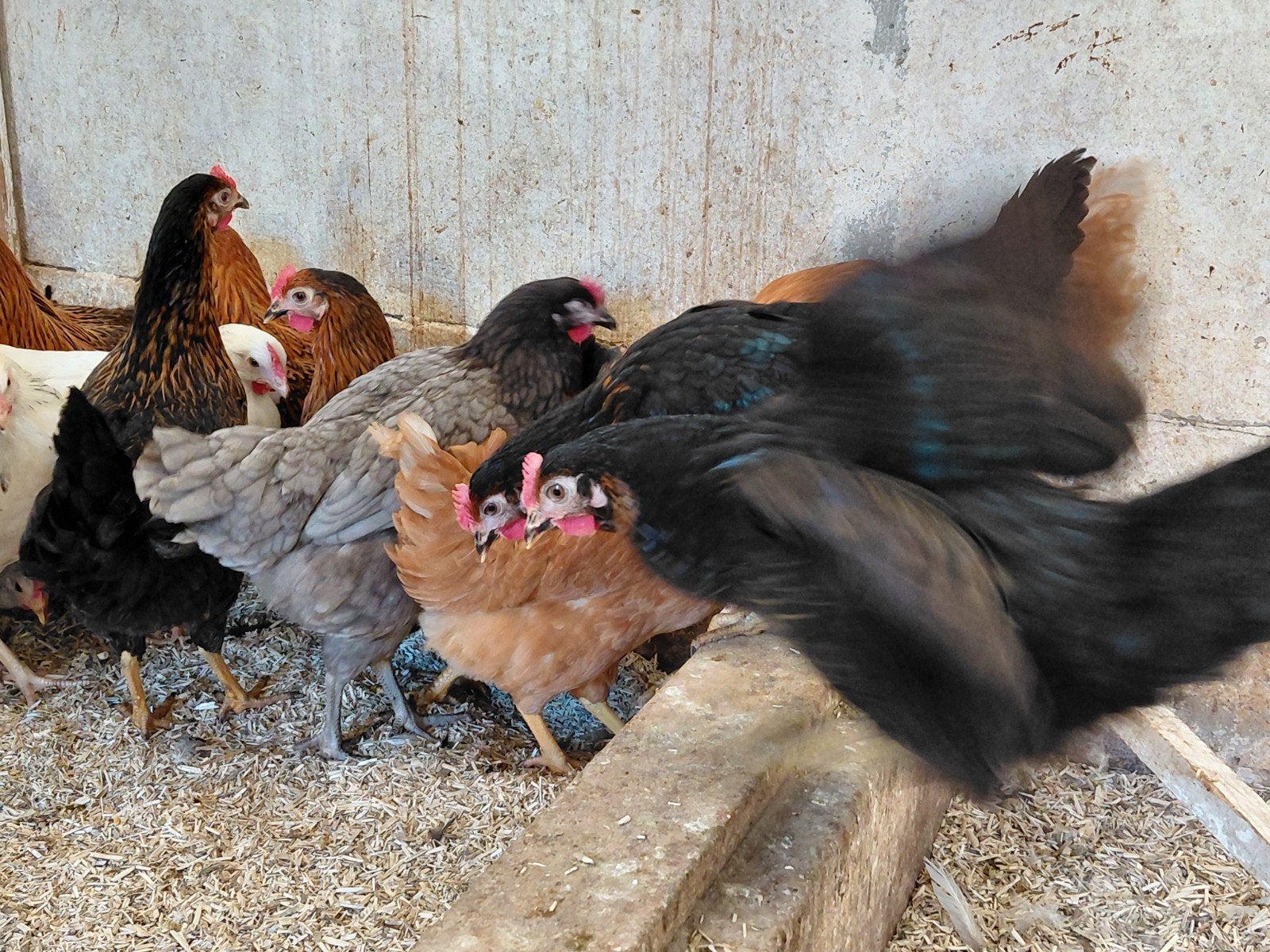legkippen, Dieren en Toebehoren