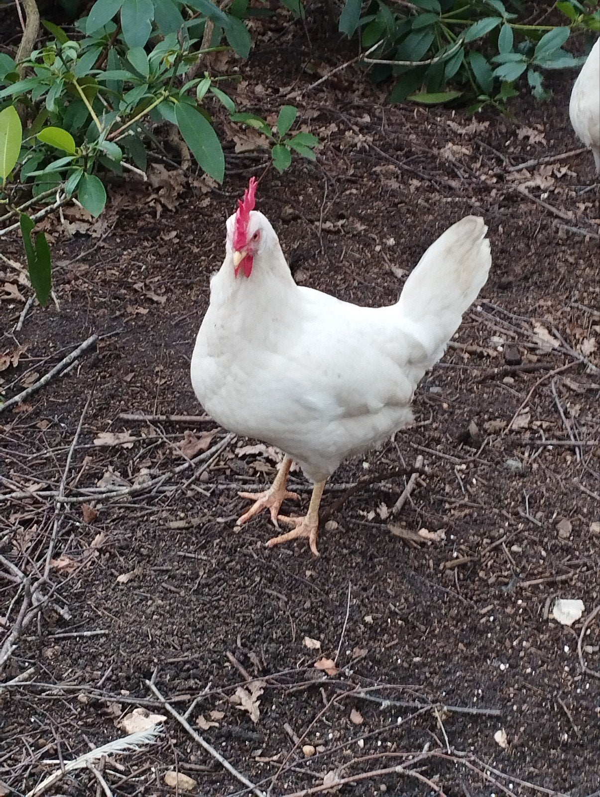 Broedeieren witte leghorn, Dieren en Toebehoren