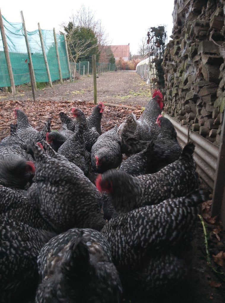Broedeieren Mechelse koekoek, Poule de Bresse en Amrock, Dieren en Toebehoren