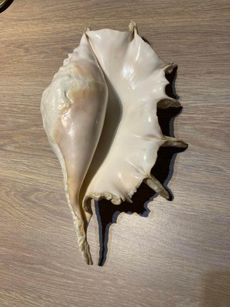 Très grande belle coquille de mer Lambis truncata 36x20 cm, Enlèvement ou Envoi, Coquillage(s)