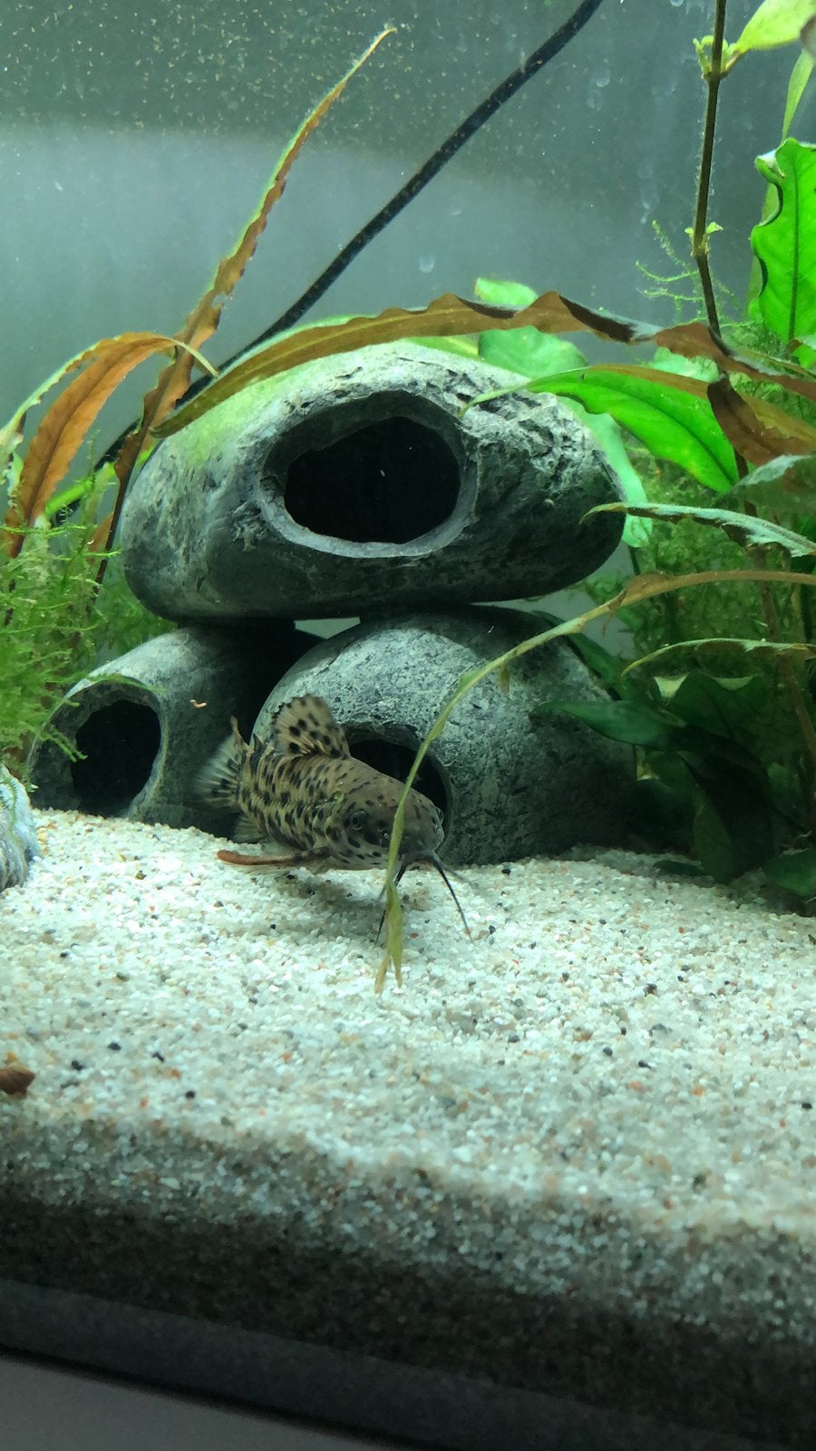 2 hoplo catfish