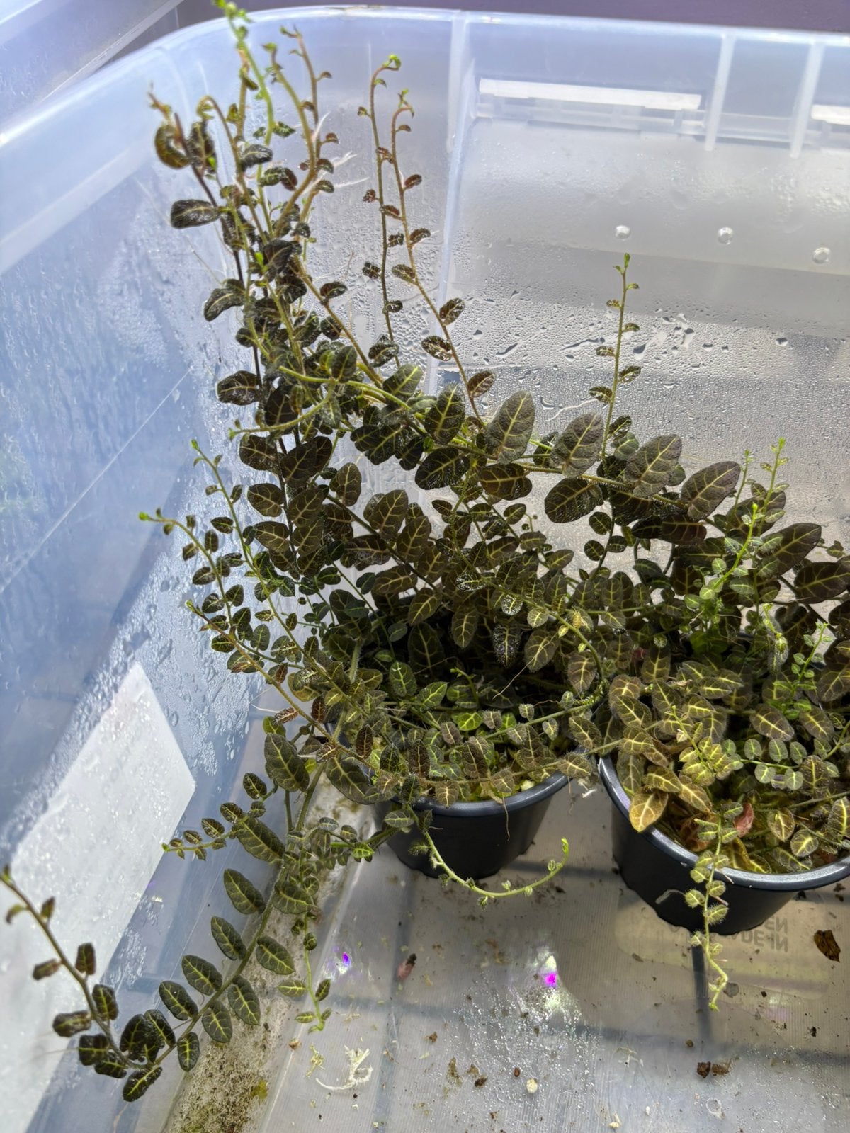 Sonerila evolvifolium, Animaux & Accessoires, Enlèvement ou Envoi, Neuf, Branche, Plante, Roche ou Pierre