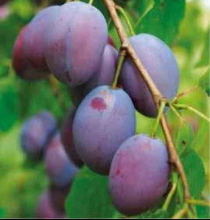 Prunier, Tuin en Terras, Planten | Fruitbomen, Ophalen, Pruimenboom