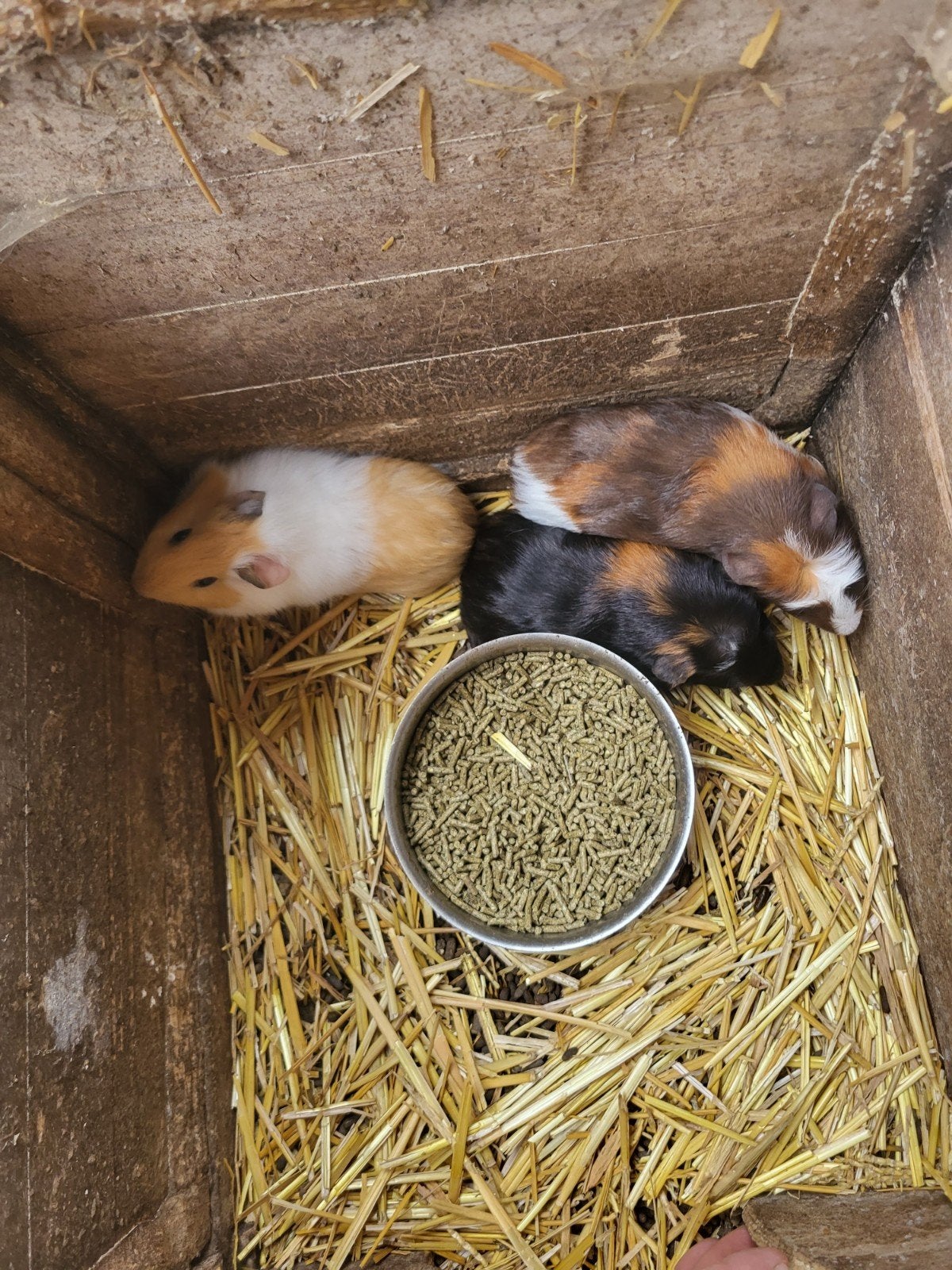 cobayes mâles, Animaux & Accessoires, Rongeurs, Juin, Mâle, Cobaye