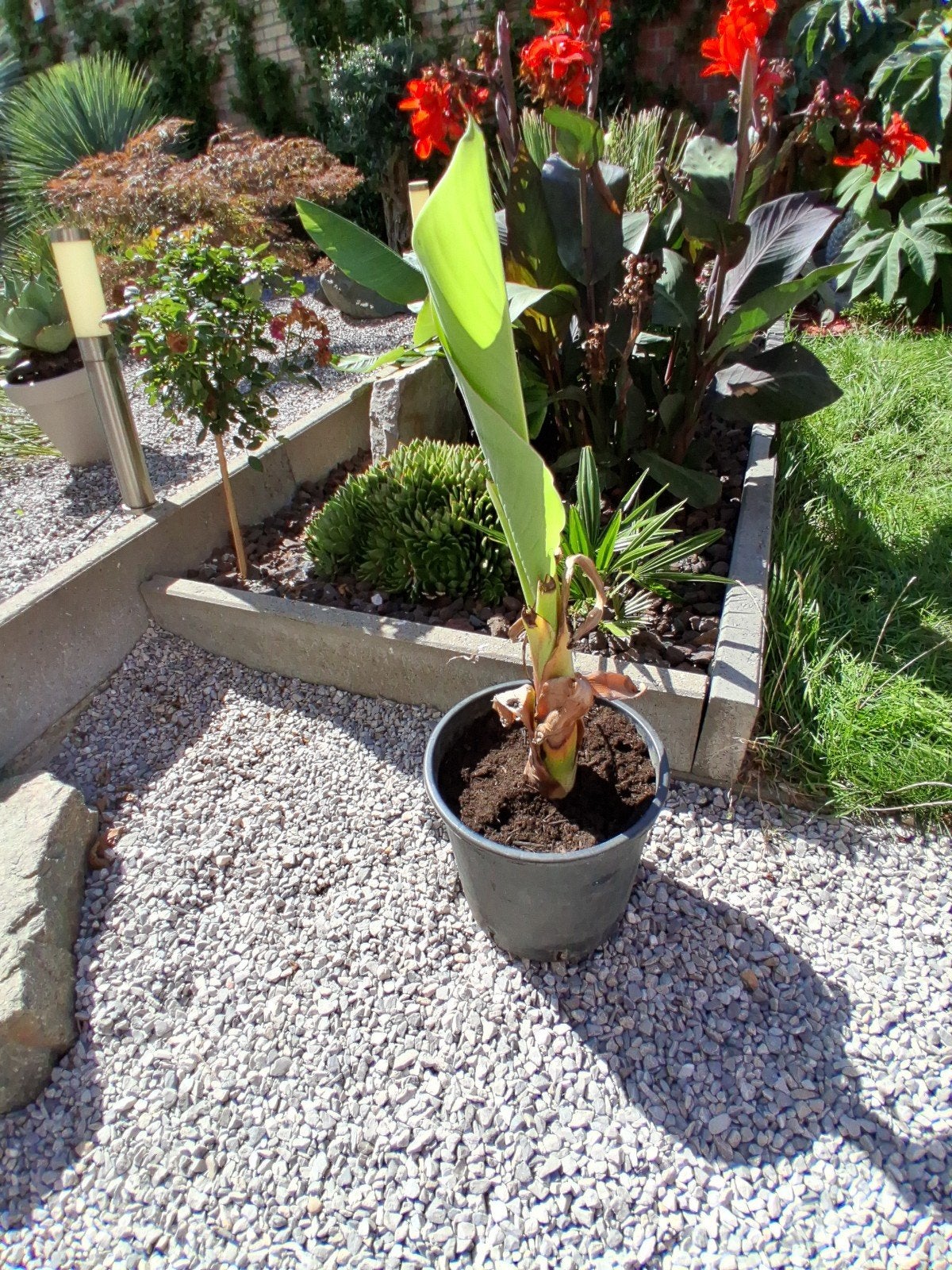 planten, Tuin en Terras, Ophalen