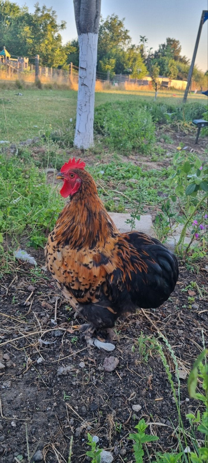 4 hennen en een haan, Dieren en Toebehoren
