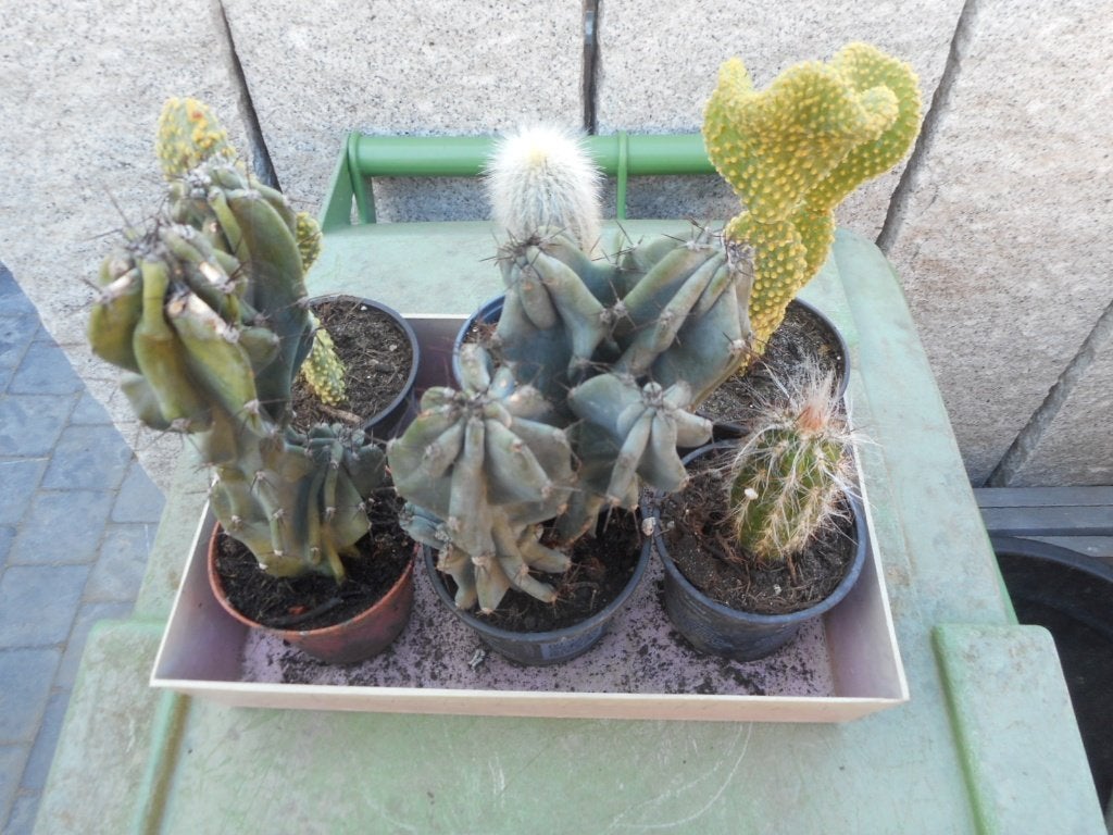 Plantes, Enlèvement ou Envoi, Plante fixe, Autres espèces, Plein soleil
