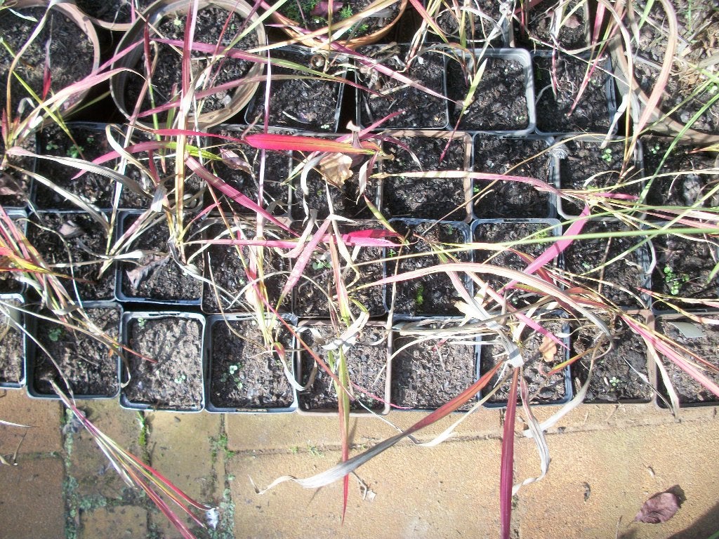 Imperata cylindrica 'Red Baron', Tuin en Terras, Ophalen, Vaste plant, Siergrassen, Volle zon
