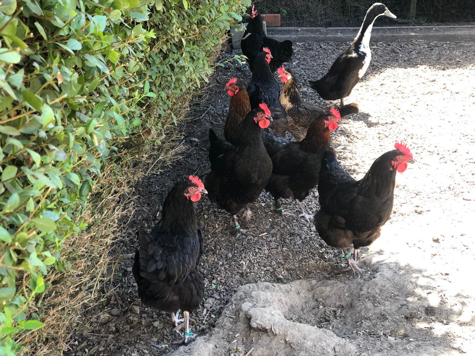 Marans kippen, leghennen, Dieren en Toebehoren, Vrouwelijk, Kip