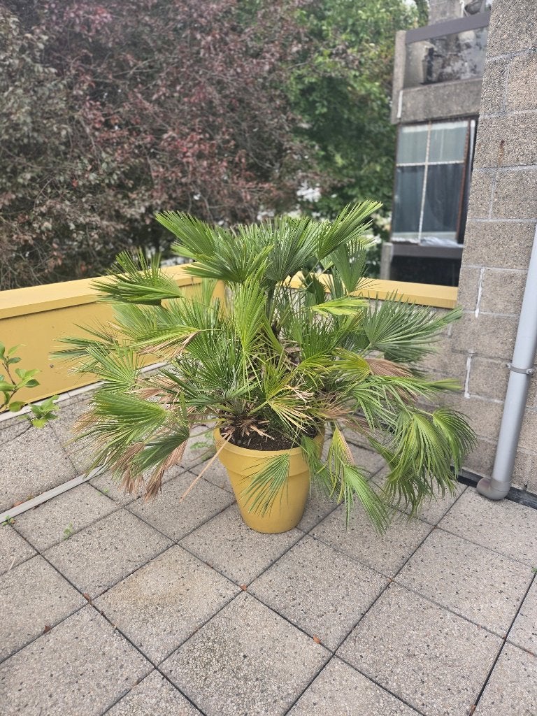 Planten, Tuin en Terras, Volle zon, Vaste plant, Bloeit niet, Ophalen