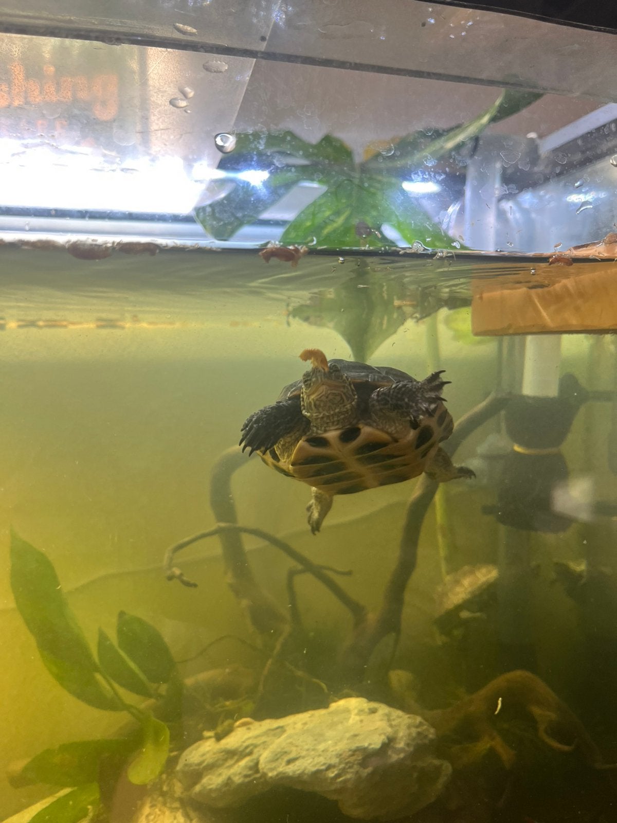 Schildpad, Overige typen, Zoetwatervis