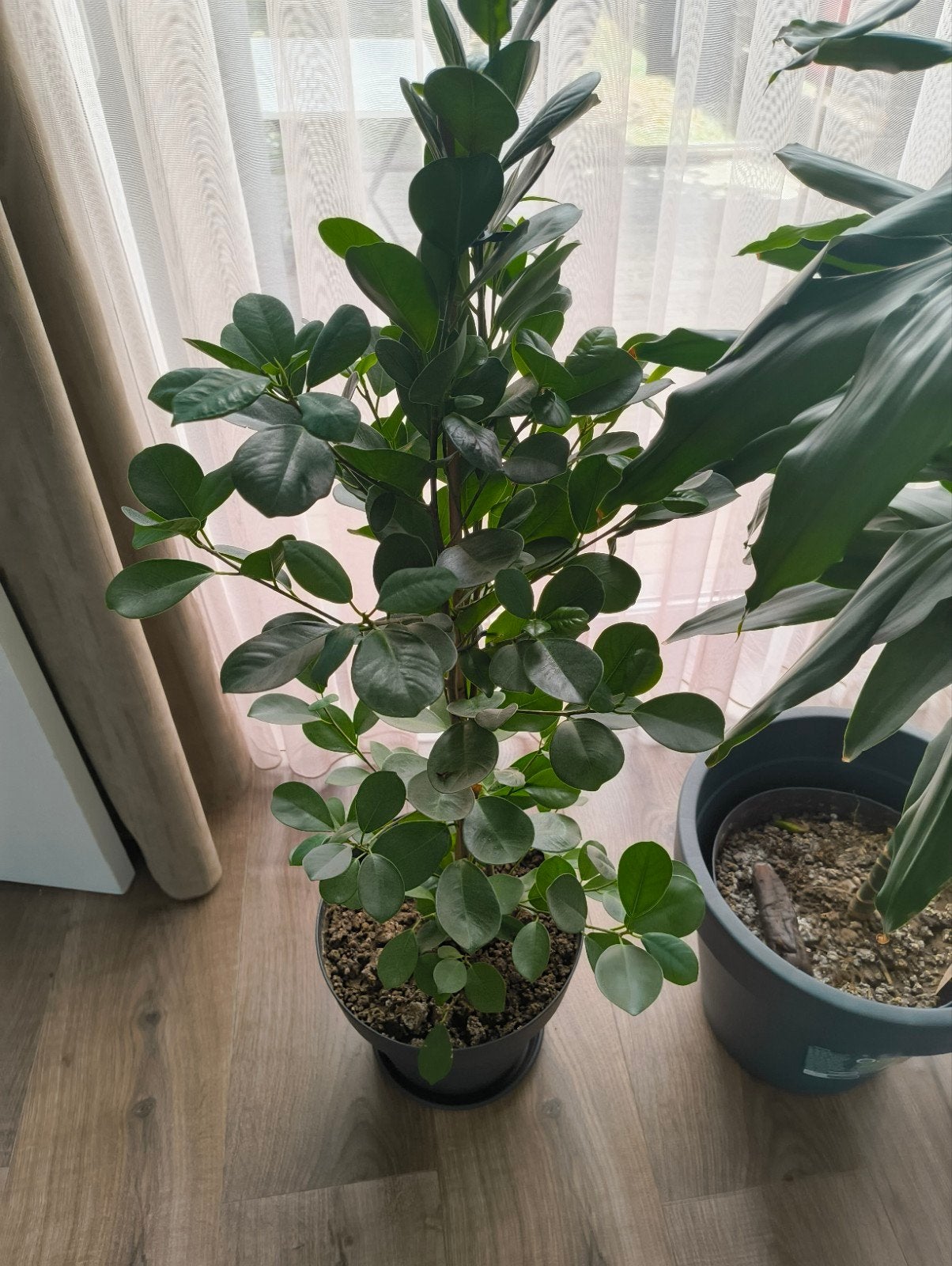 Kamerplant Ficus Moclame, Ophalen, Ficus, 100 tot 150 cm, Halfschaduw
