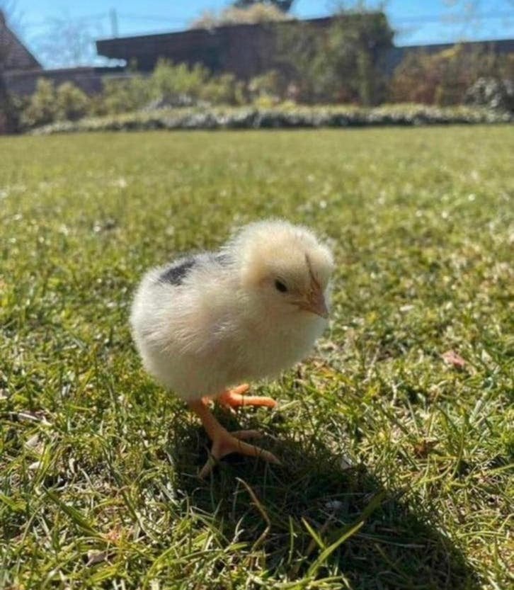 Kuikens bonte leghorn, Dieren en Toebehoren, Meerdere dieren, Kip
