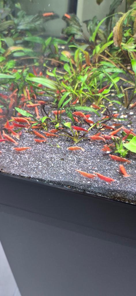 Kleine kreeftjes, Dieren en Toebehoren