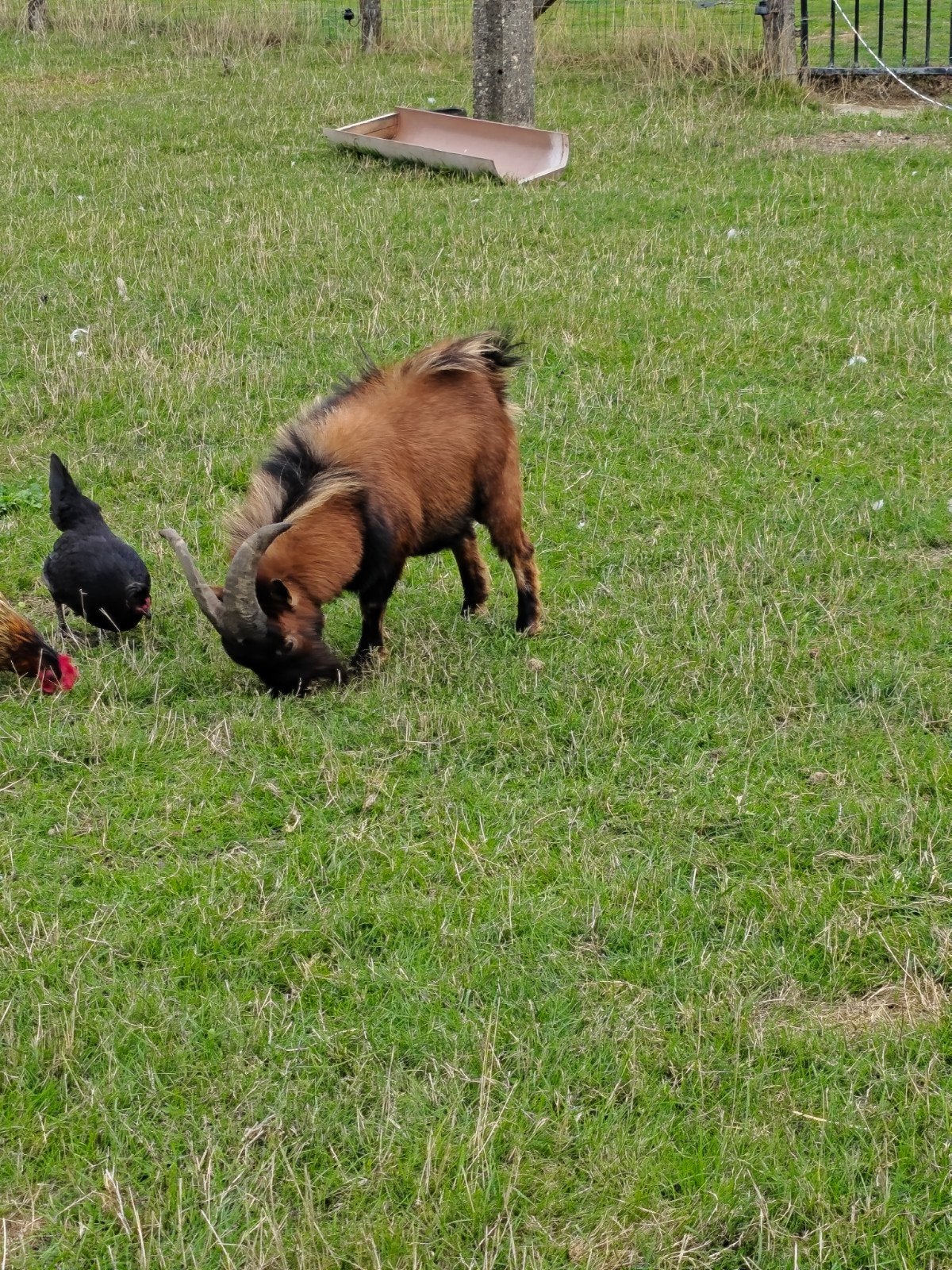 bouc non castré