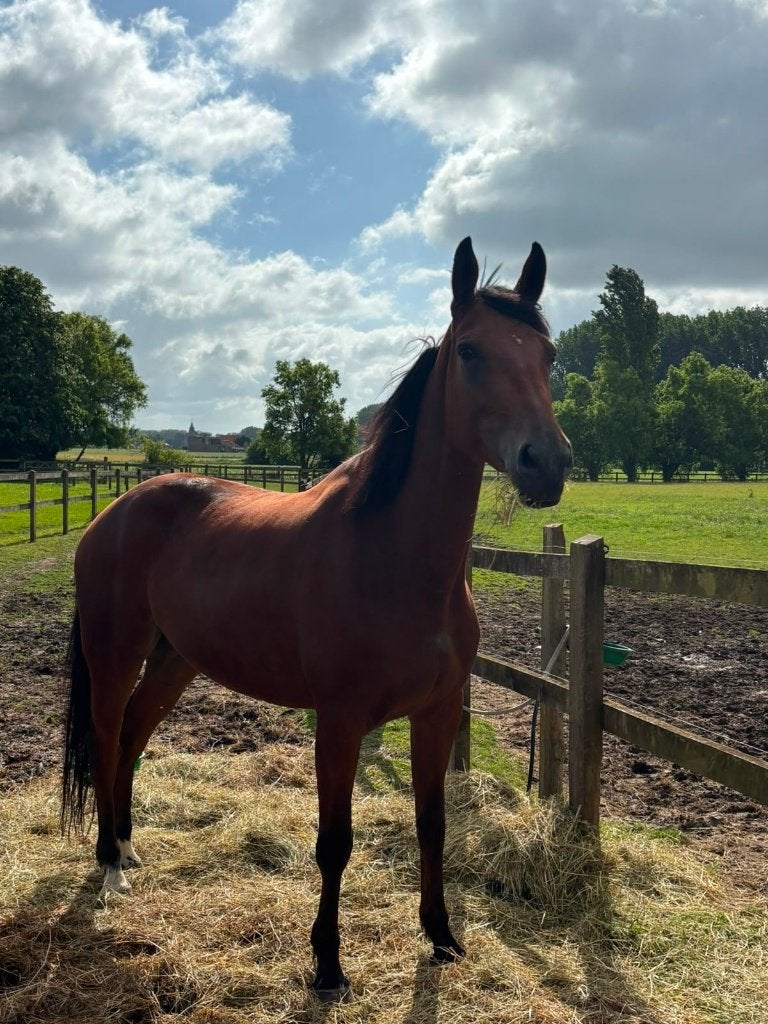 Poulinière pleine à vendre, Merrie