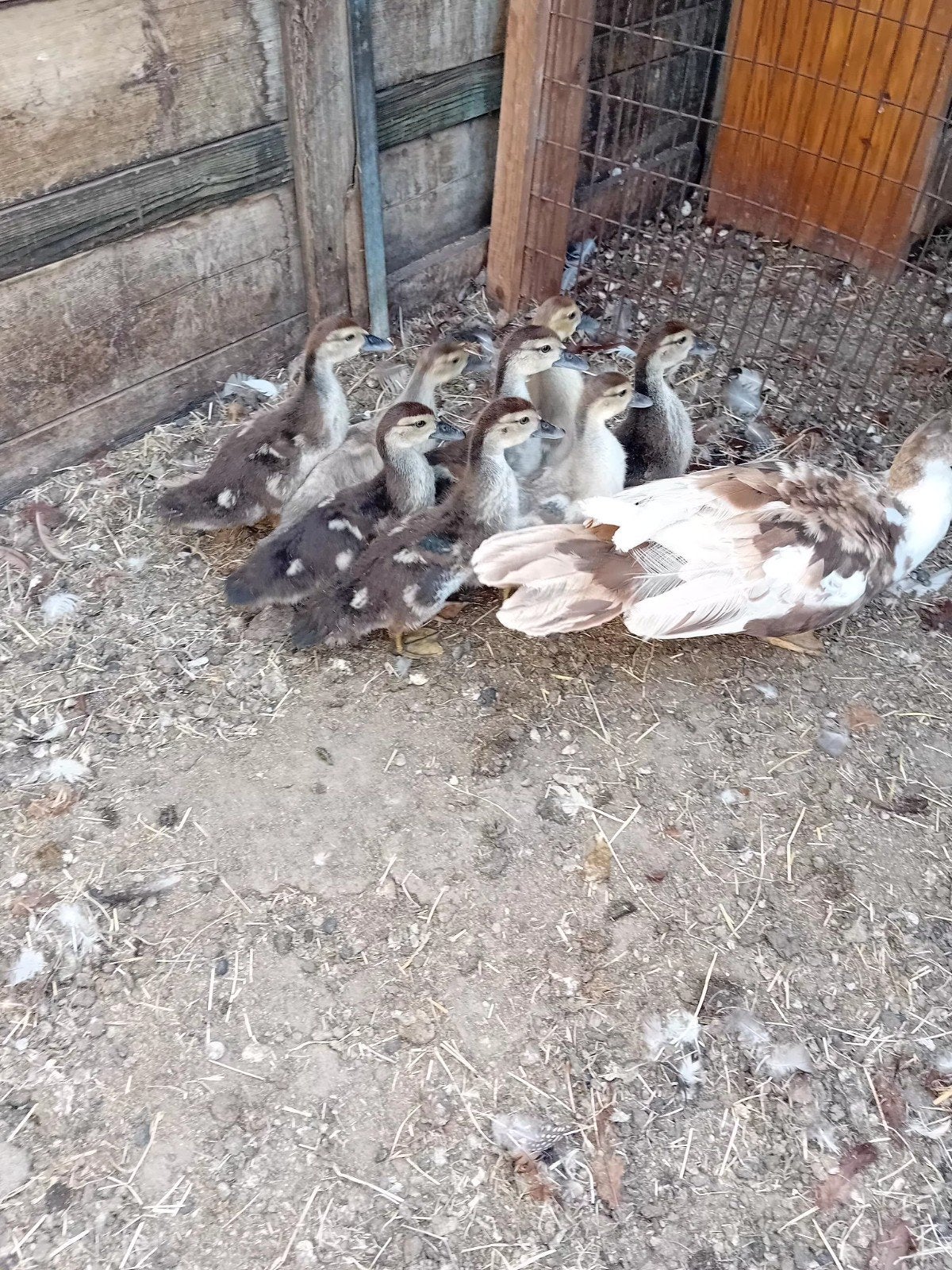 muskus eend met kuikens, Dieren en Toebehoren, Meerdere dieren, Eend
