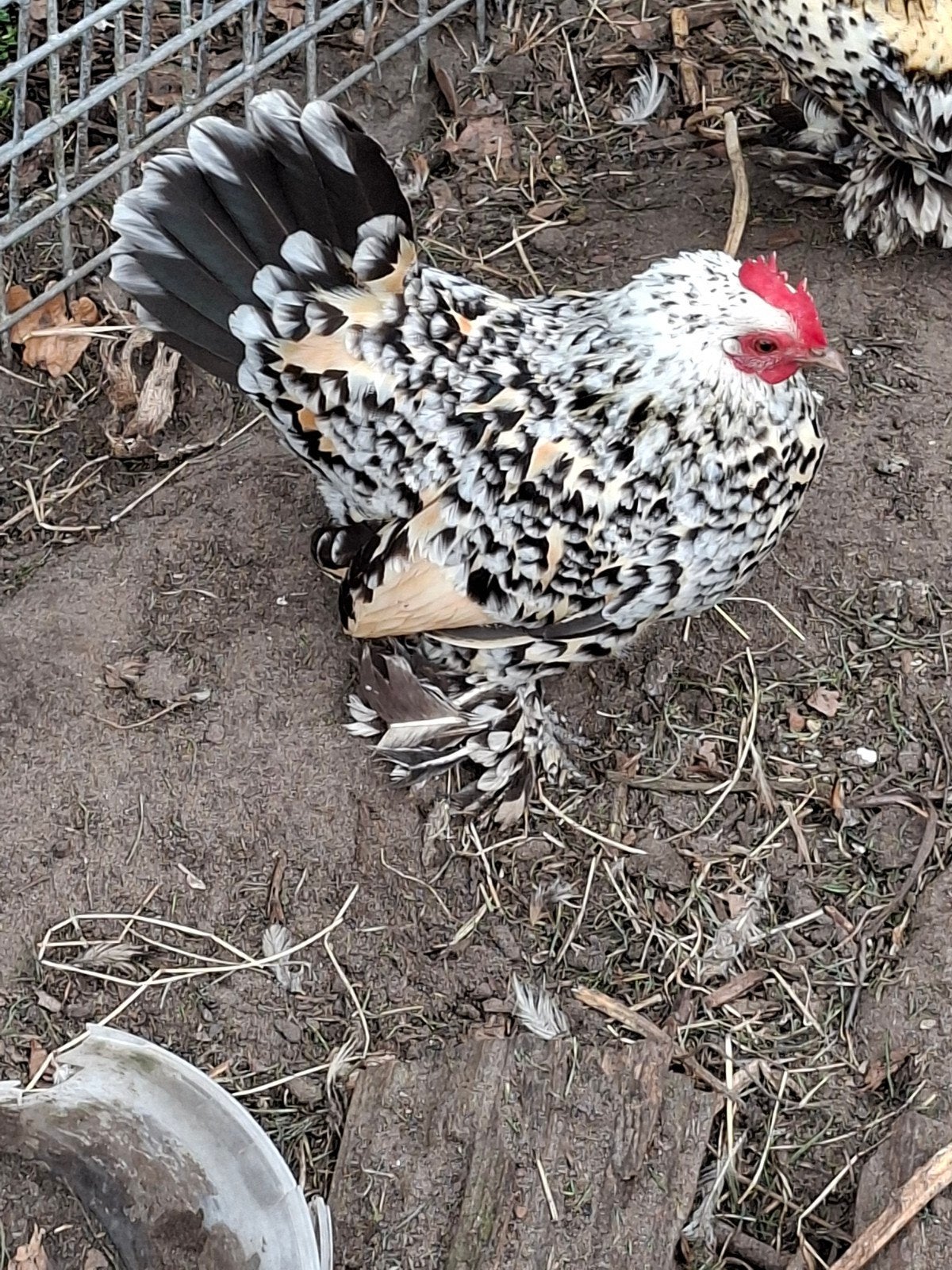 Nederlandse sabelpootkriel haan, Dieren en Toebehoren, Pluimvee
