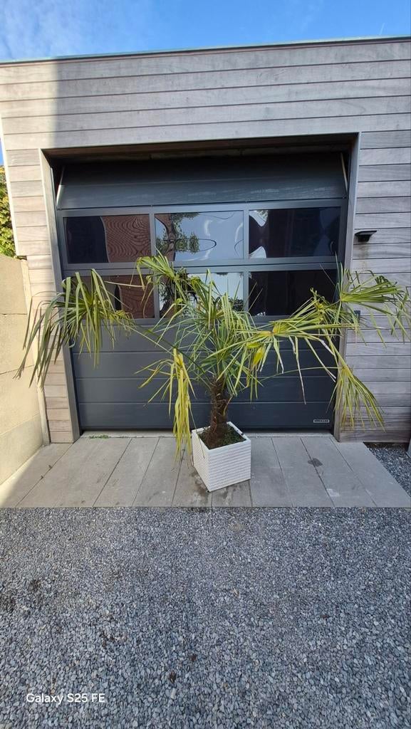Palmboom, Ophalen of Verzenden, Palmboom