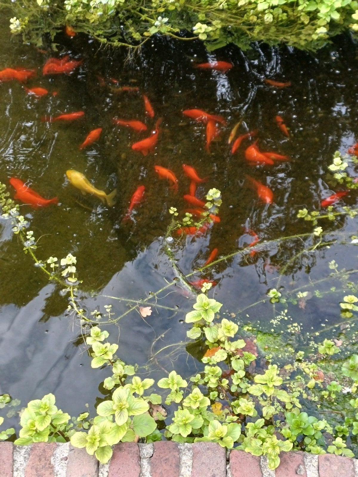 goudvissen, Poisson(s) rouge(s)