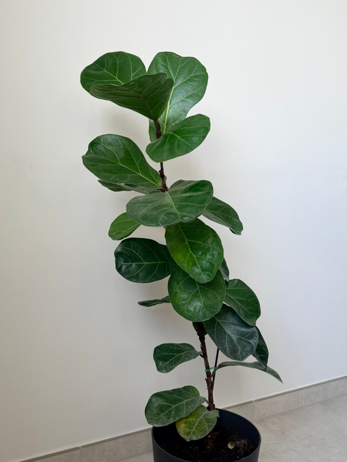 Superbe plante d'intérieur Ficus Lyrata + pot Elho, Maison & Meubles, Plantes d'intérieur, Ficus, Enlèvement