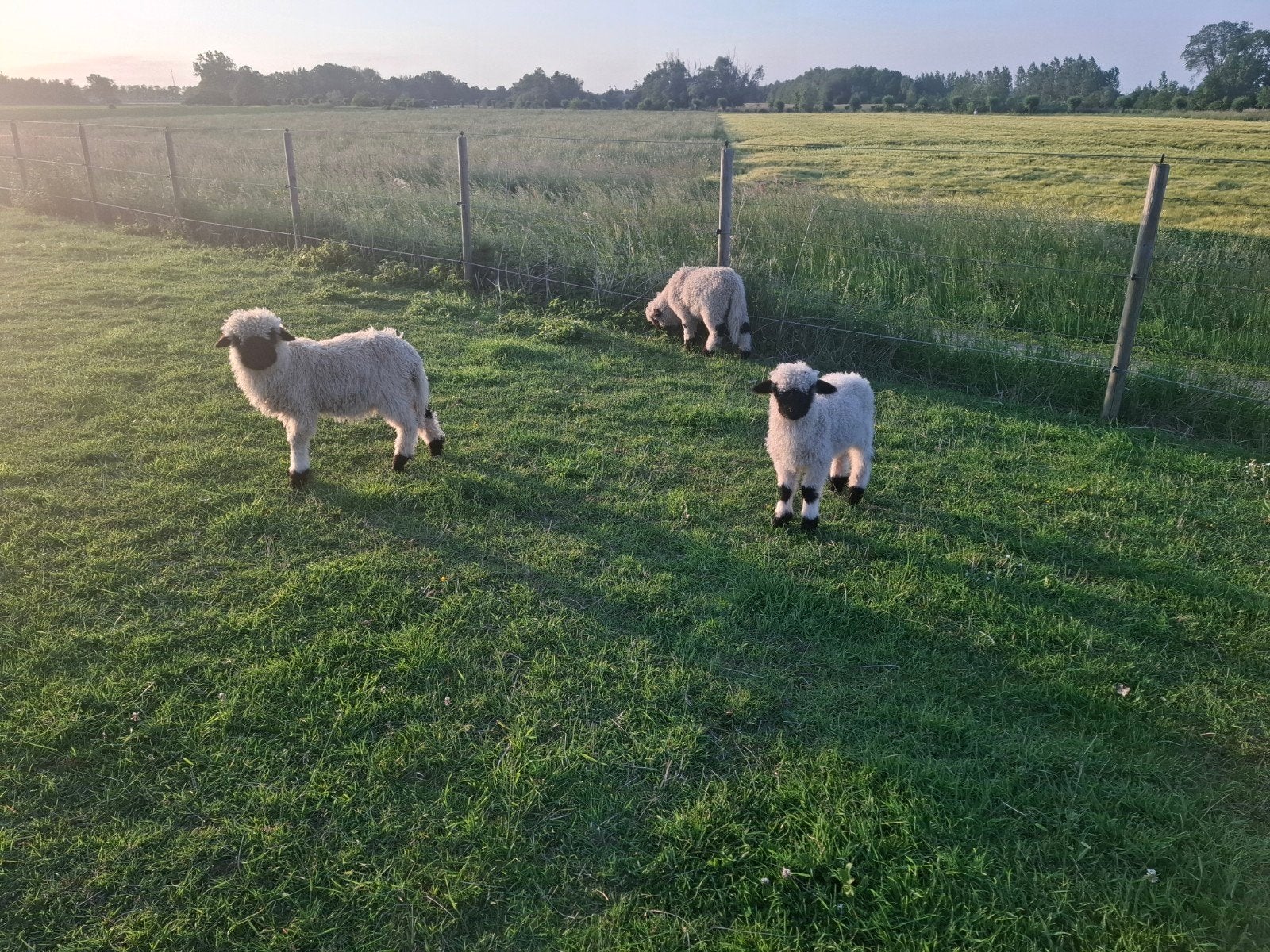 Walliser swarznase lammeren, Dieren en Toebehoren
