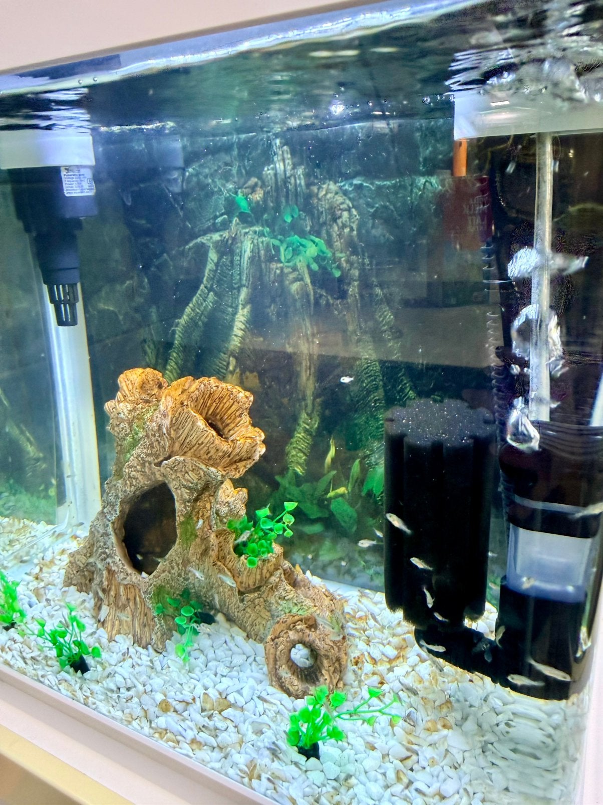 Aquarium 35x40 met baby-geofaag, Dieren en Toebehoren, Ophalen of Verzenden, Zo goed als nieuw