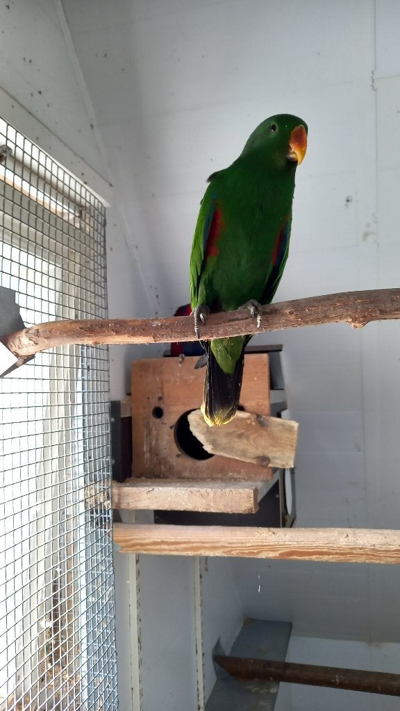 Edel papegaai, Meerdere dieren, Papegaai, Geringd