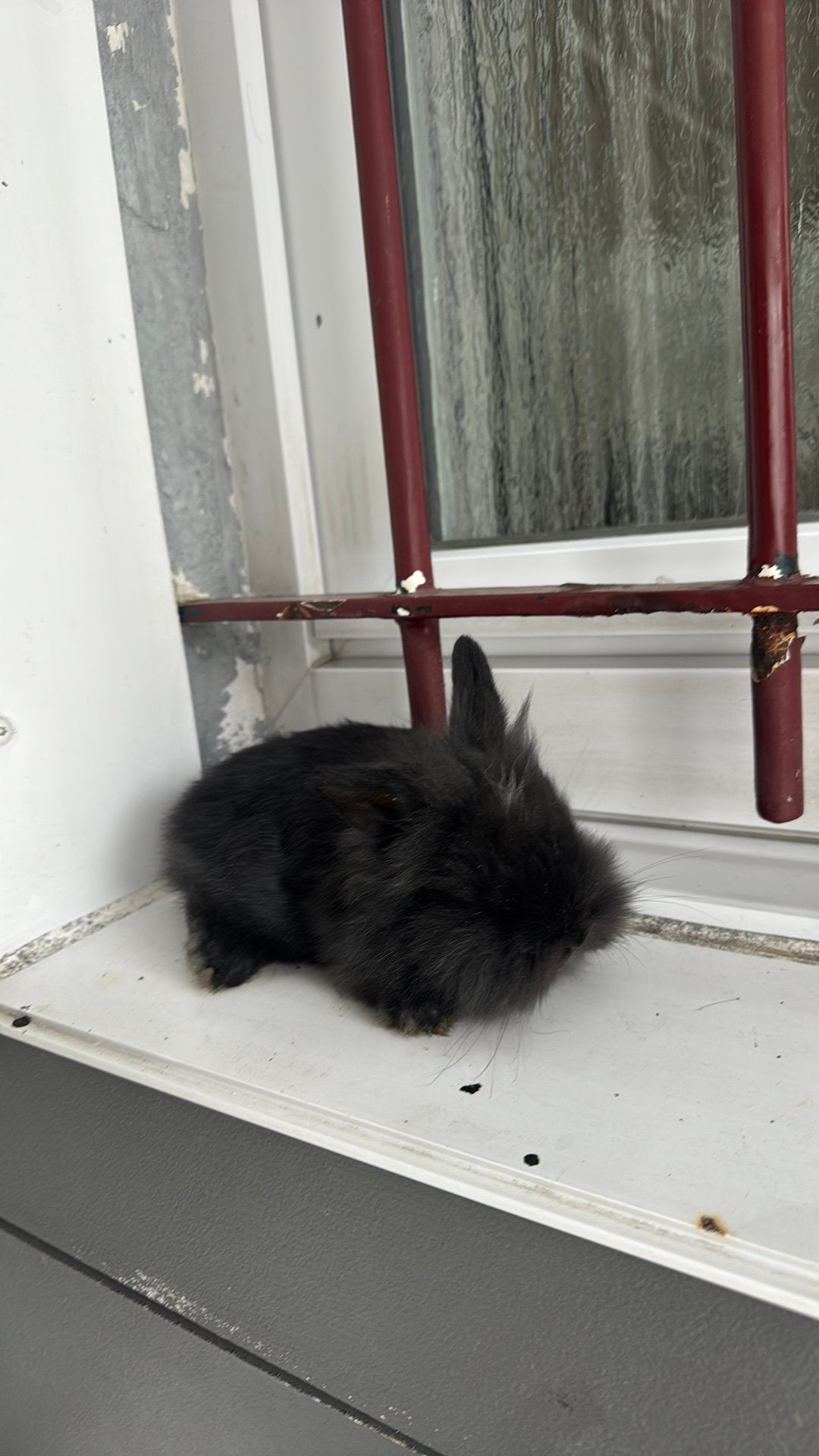 mooie teddy konijn, Mâle, Taille moyenne, 0 à 2 ans