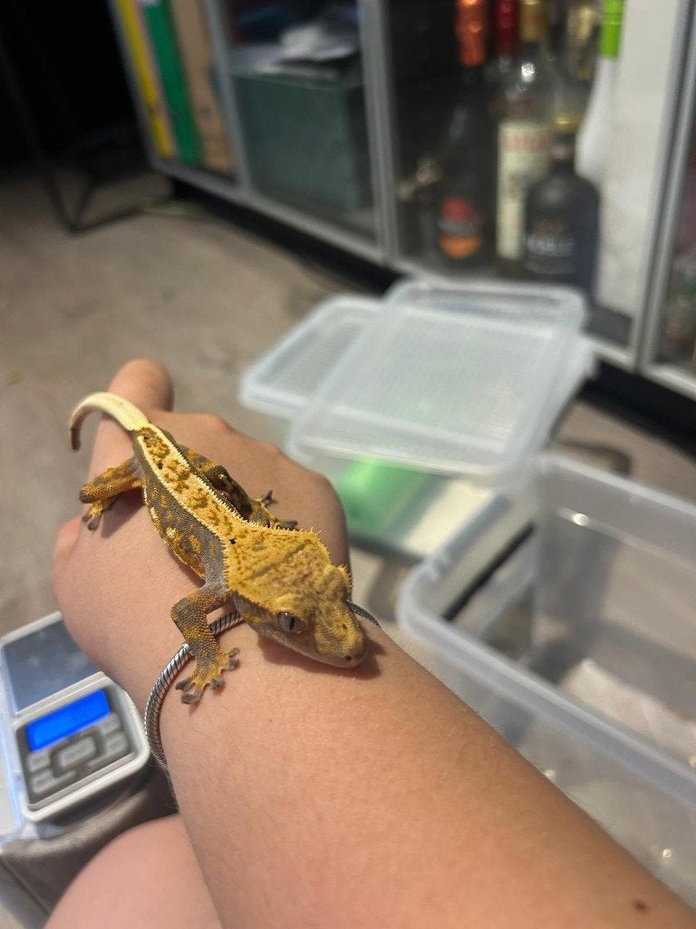 Wimpergekko - Harlequin, Animaux & Accessoires, Reptiles & Amphibiens, Lézard, Domestique, 0 à 2 ans
