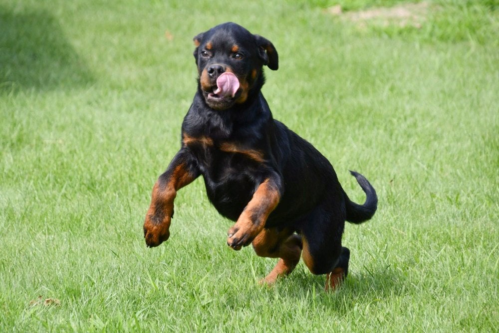 Chiots Rottweiler à vendre, 15 semaines à 1 an, Étranger, Hépatite contagieuse (maladie de Rubarth), Plusieurs animaux