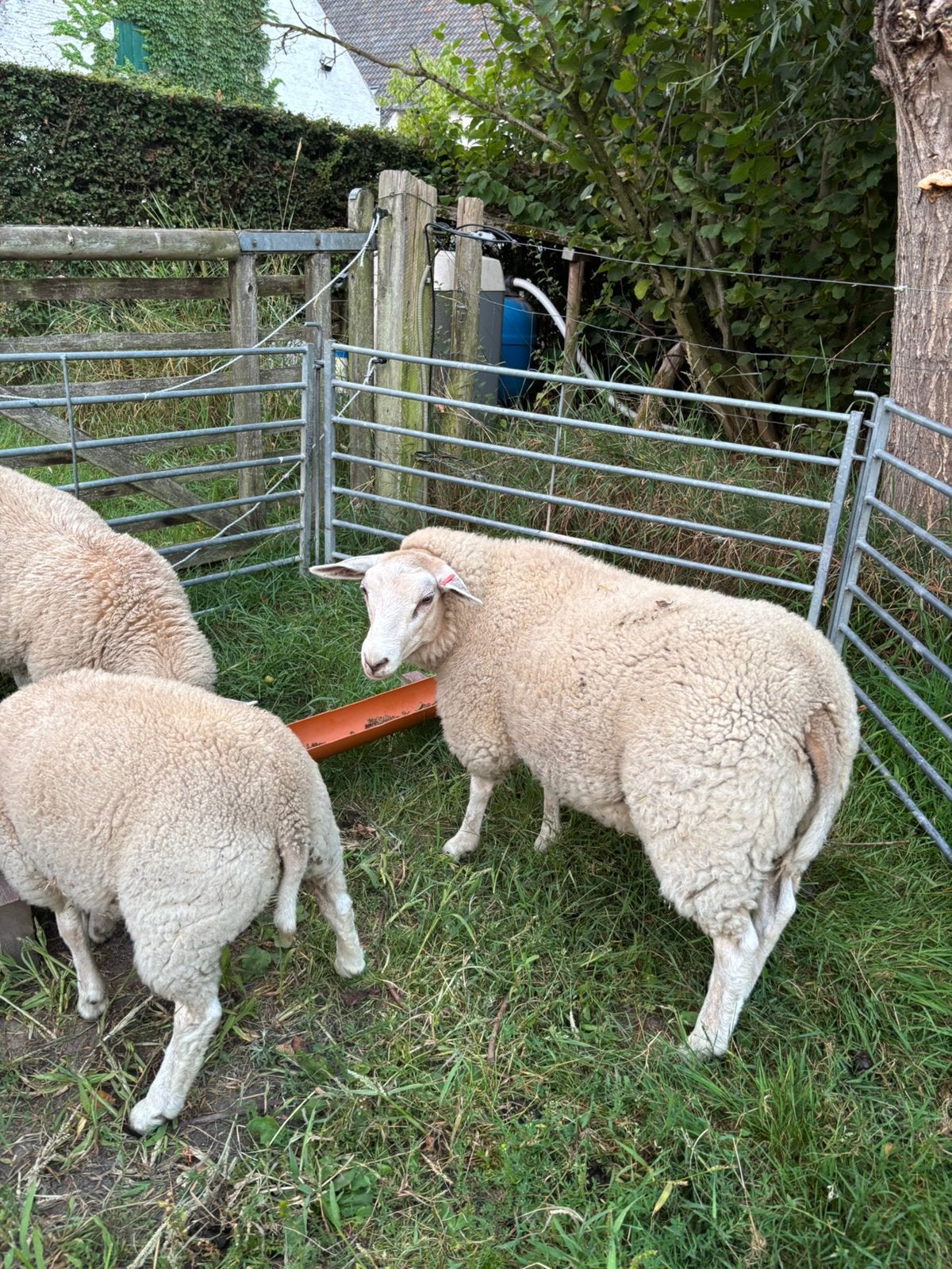 Swifter ooien 4-5 maand, Femelle, Mouton, 0 à 2 ans