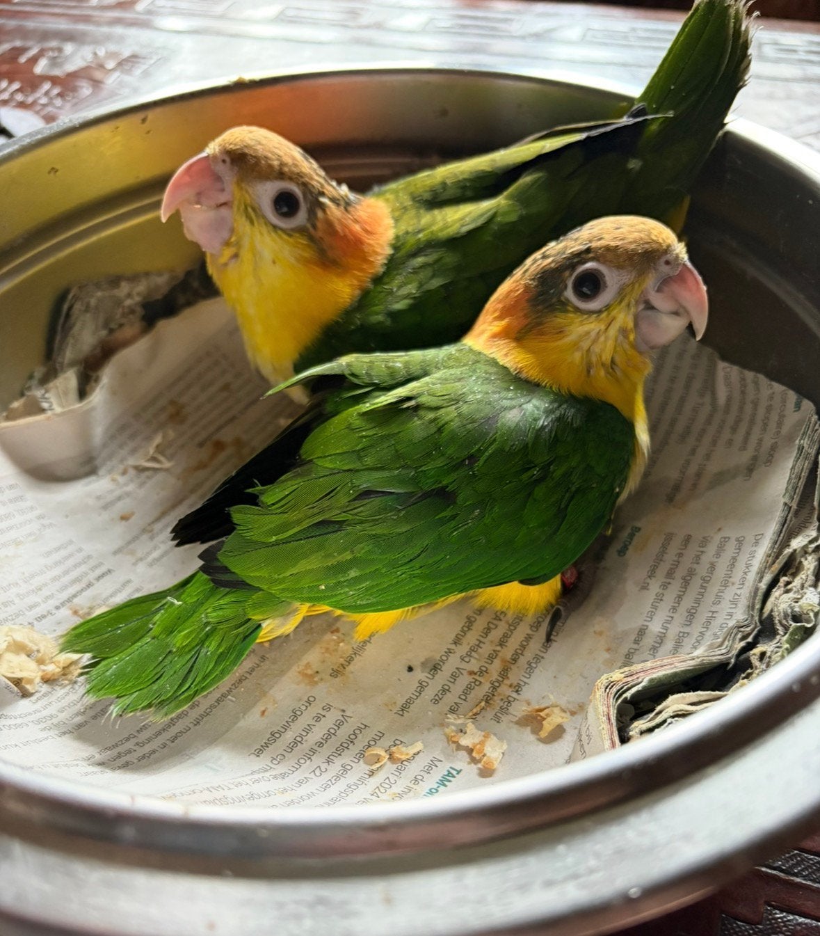 Roestkop caique, Dieren en Toebehoren, Vogels | Parkieten en Papegaaien, Tam