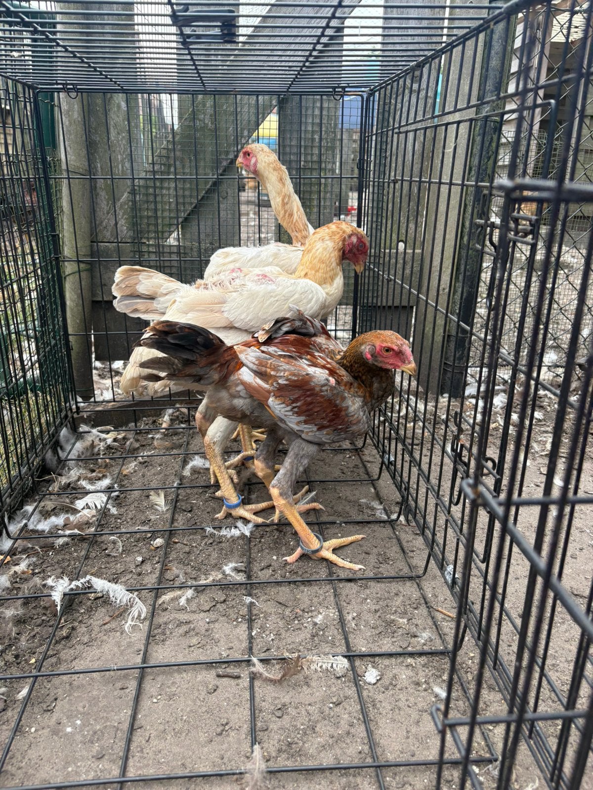 Maleier blauwtarwe, Plusieurs animaux, Poule ou poulet
