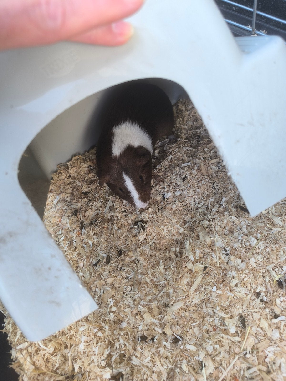 cavia beertje, Dieren en Toebehoren, Maart, Mannelijk, Cavia