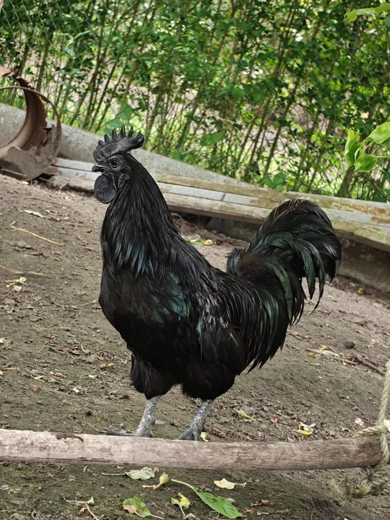 Ayam cemani haan, Dieren en Toebehoren