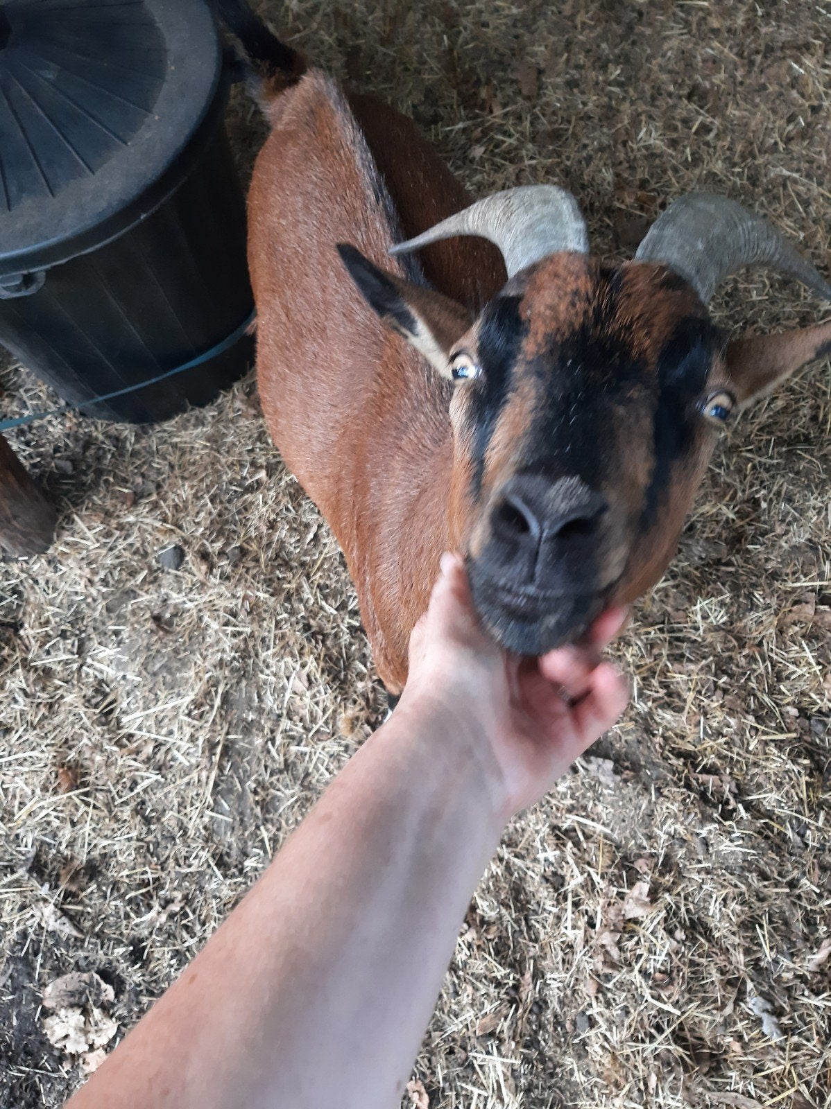 tamme geitjes, Dieren en Toebehoren, Mannelijk, 3 tot 5 jaar