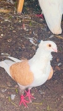 Mooi duive, Animaux & Accessoires, Volatiles, Femelle, Canard