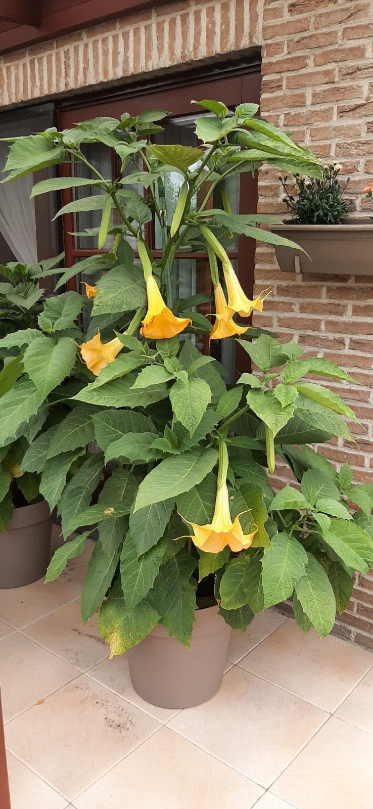 Trompette ange jaune Brugmansia Datura 80 cm, Enlèvement, Été, Plante fixe, Plein soleil