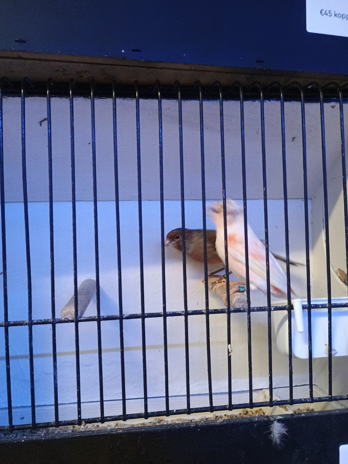 couple d'arlequins portugais, Animaux & Accessoires