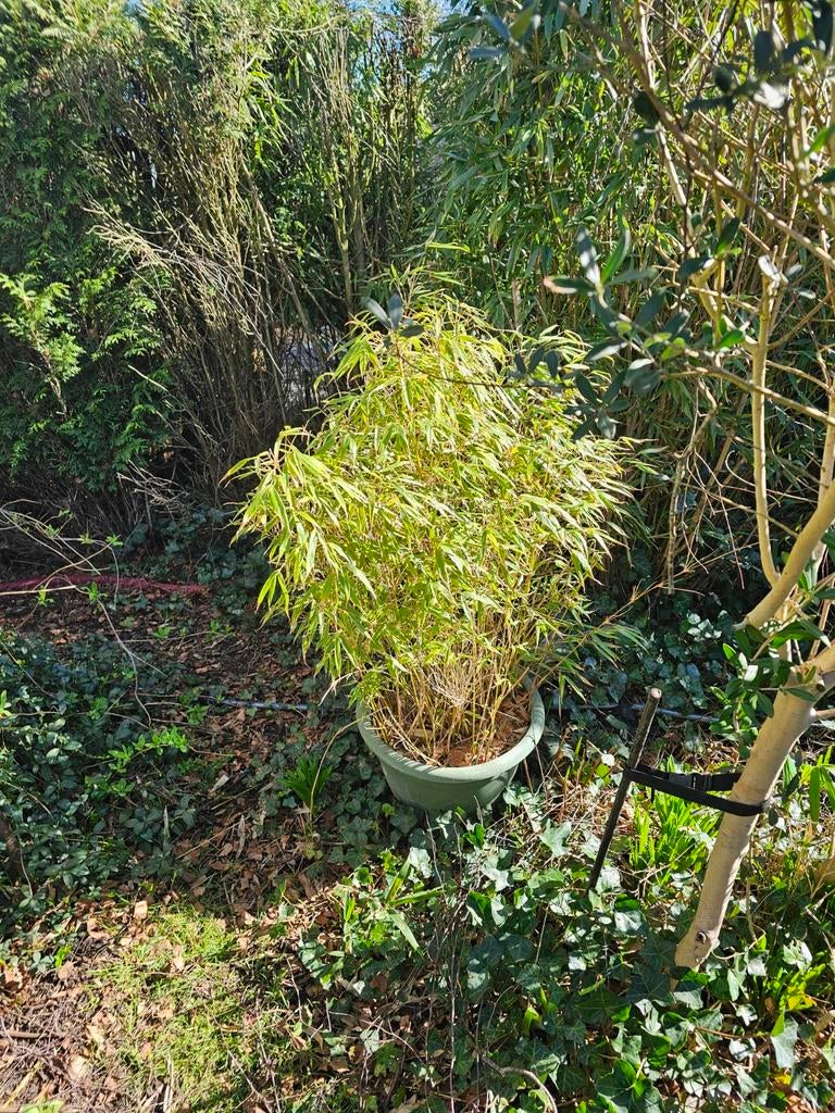 Bamboe: soort Fargesia, Jardin & Terrasse, Plantes | Arbustes & Haies, Enlèvement, Bambou, Haie