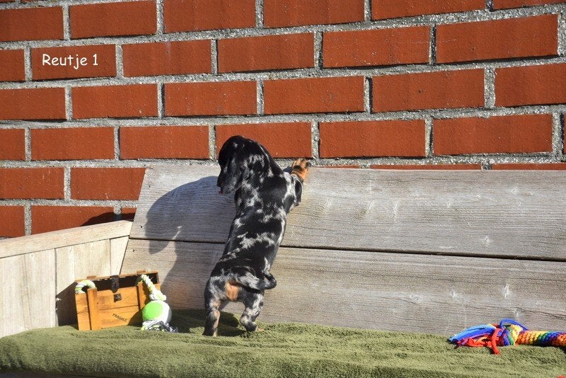 Kortharige Blue Merle Tan Teckel pupjes, Poils courts, Standard, Chien (mâle), Belgique