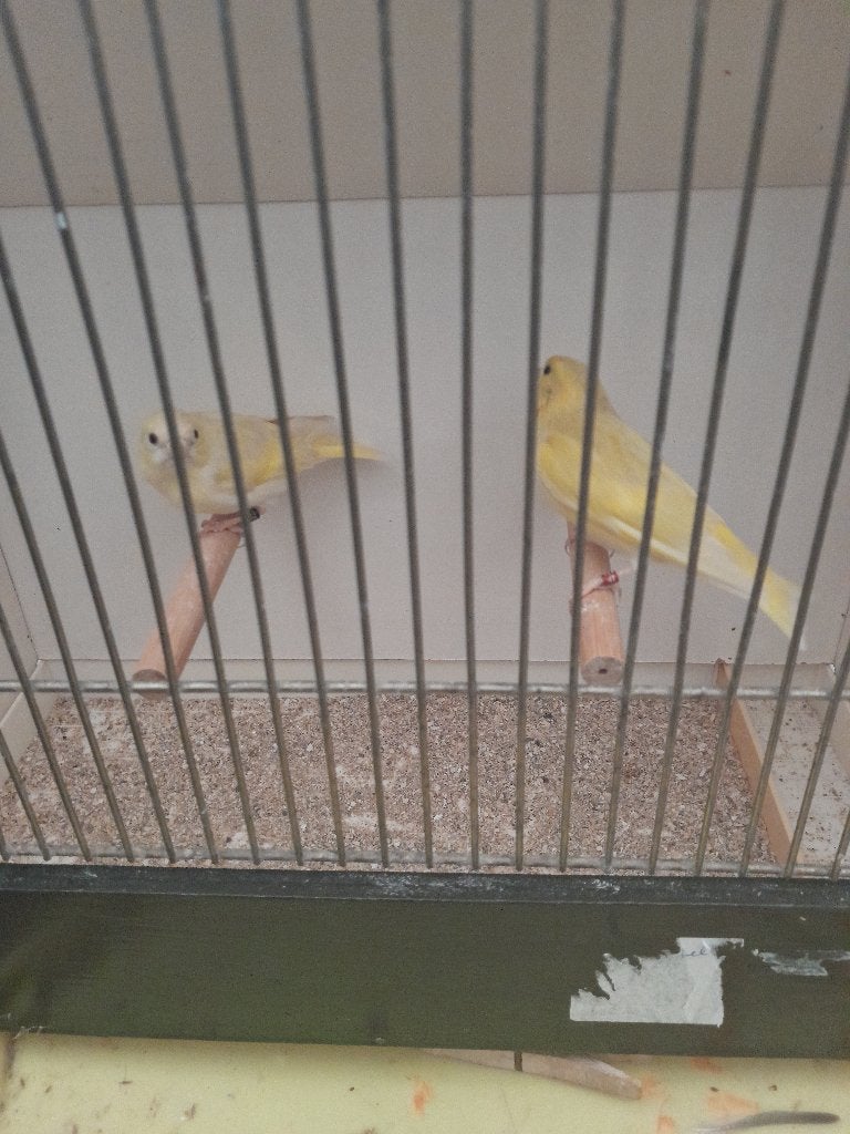 sijzen, Mannelijk, Wildzangvogel, Geringd