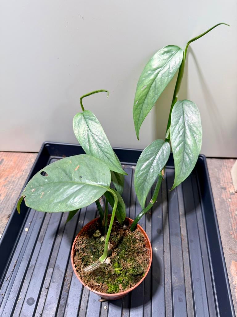 Epipremnum baltic blue, Ophalen of Verzenden