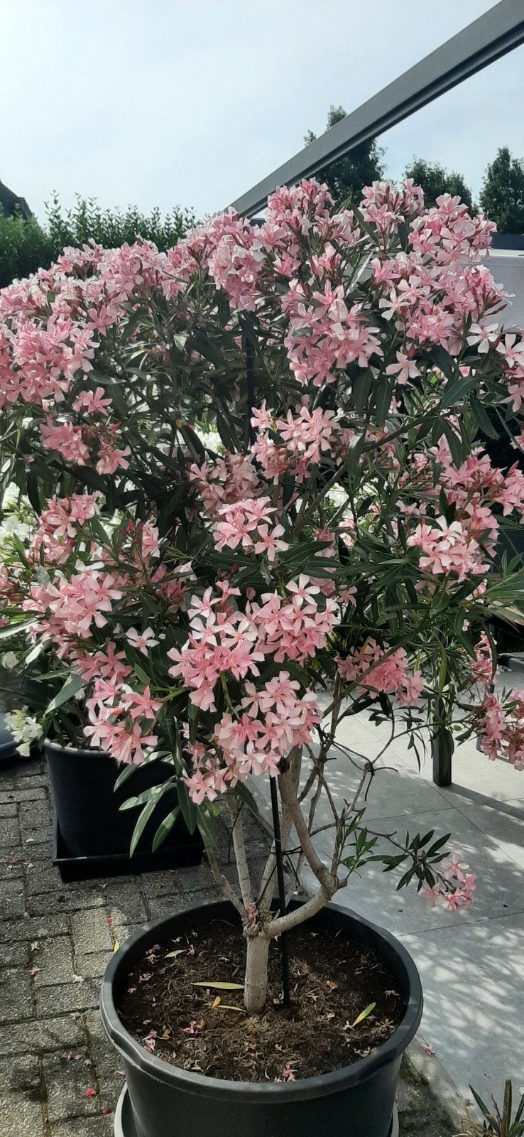Oleanders en trompetplanten, Ophalen